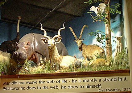 [The quote is below a varied group of taxidermied animals which include an ostrich, a hippopotamus, two different types of antelopes, and an ibis-like bird.]